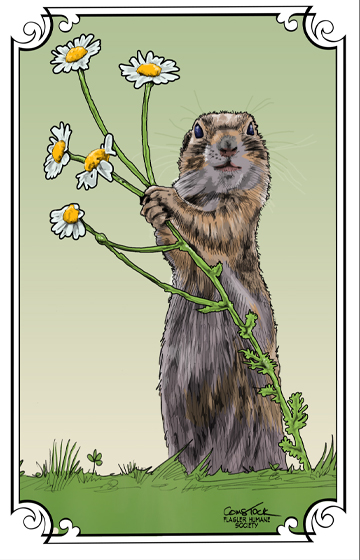 Prarie Dog